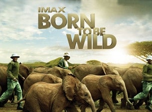 Born To Be Wild 3d presale information on freepresalepasswords.com