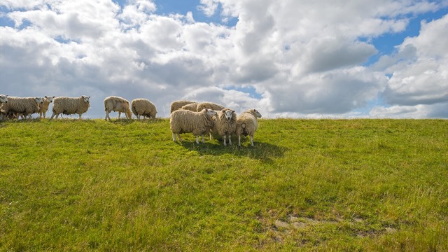 Liederfest des Nordens