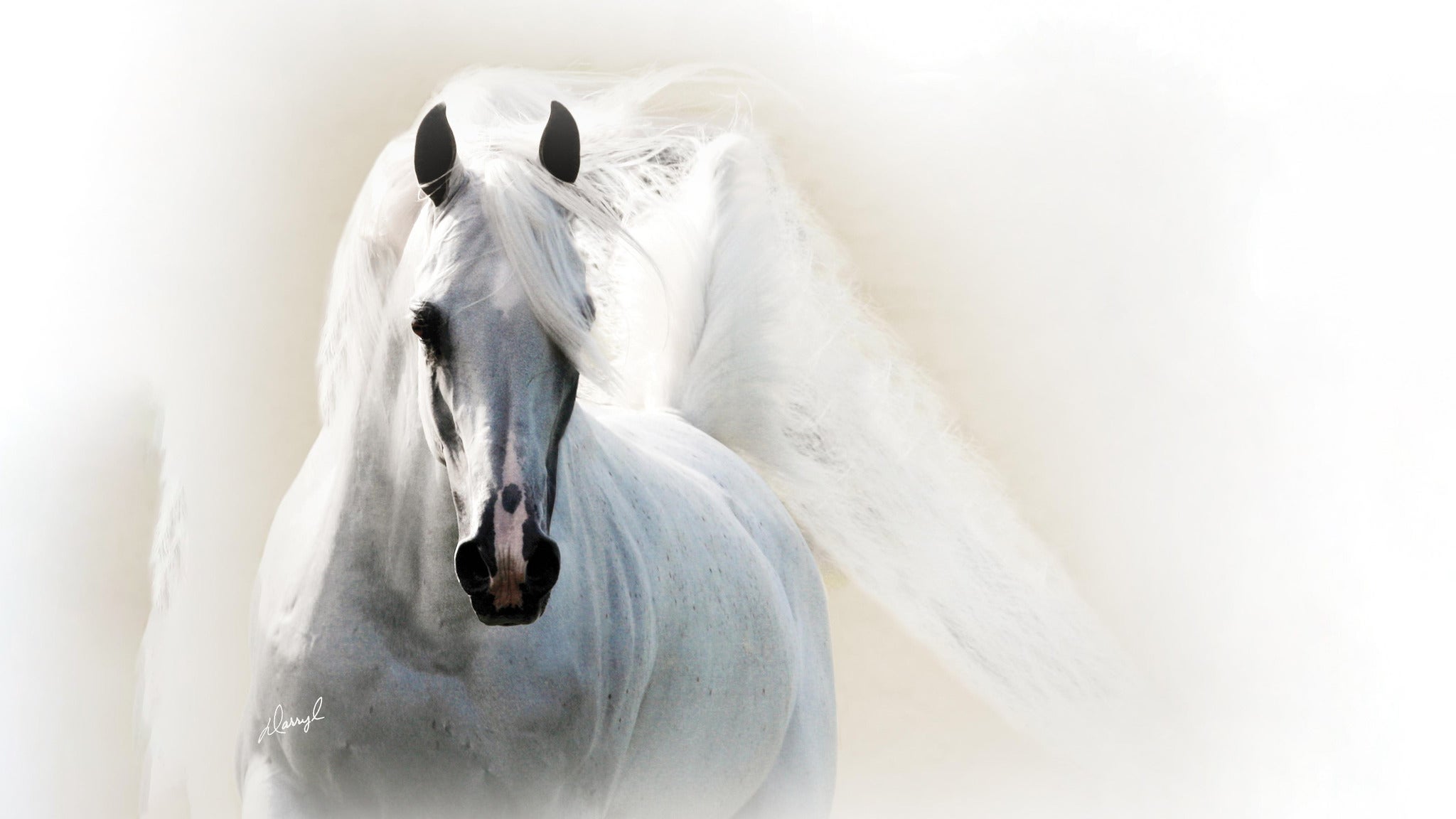 Scottsdale Arabian Horse Show Tickets | Single Game Tickets & Schedule