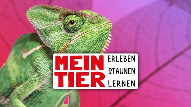 Mein Tier in Weser-Ems-Hallen, Oldenburg 09/11/2025