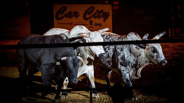 Amped Up Bull Riding