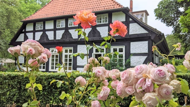 Rosenfest Heiligenberg 10 -18 Uhr in Forsthaus Heiligenberg, Bruchhausen-Vilsen 06/07/2025