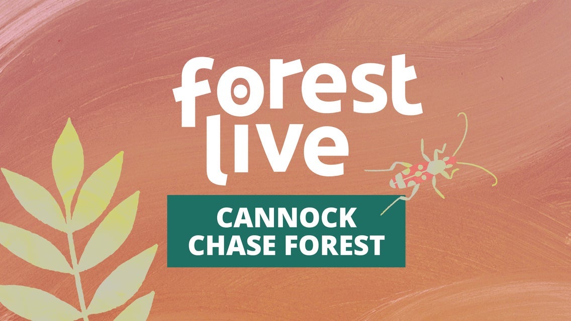 Cannock Chase Forest