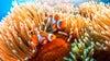 Great Barrier Reef 3D