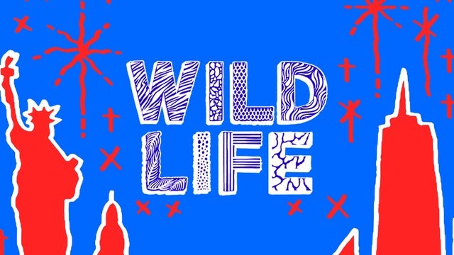 Wild Life NYE live