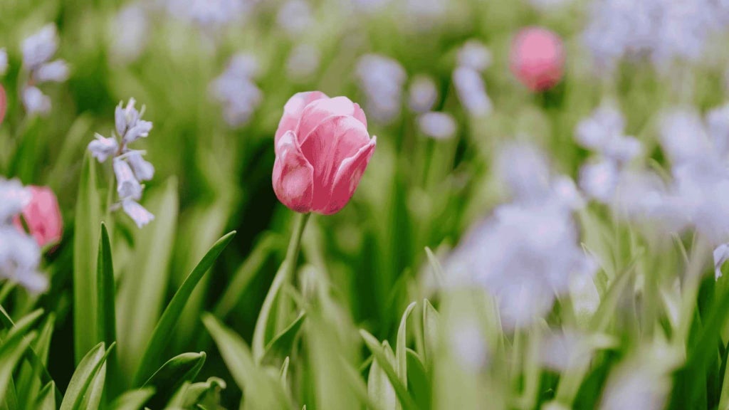 Tulip Time Flower Festival 2026 - Image 2