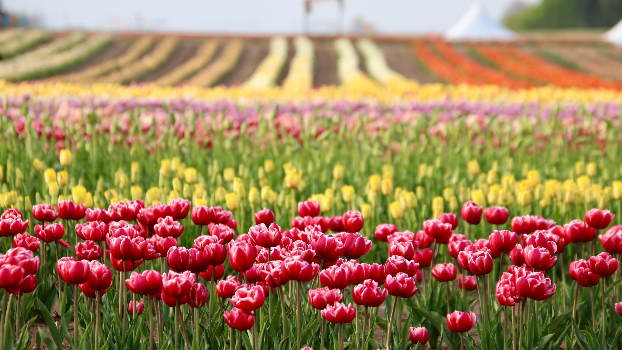 JP Niagara Tulip Experience