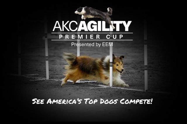 AKC Agility Premier Cup