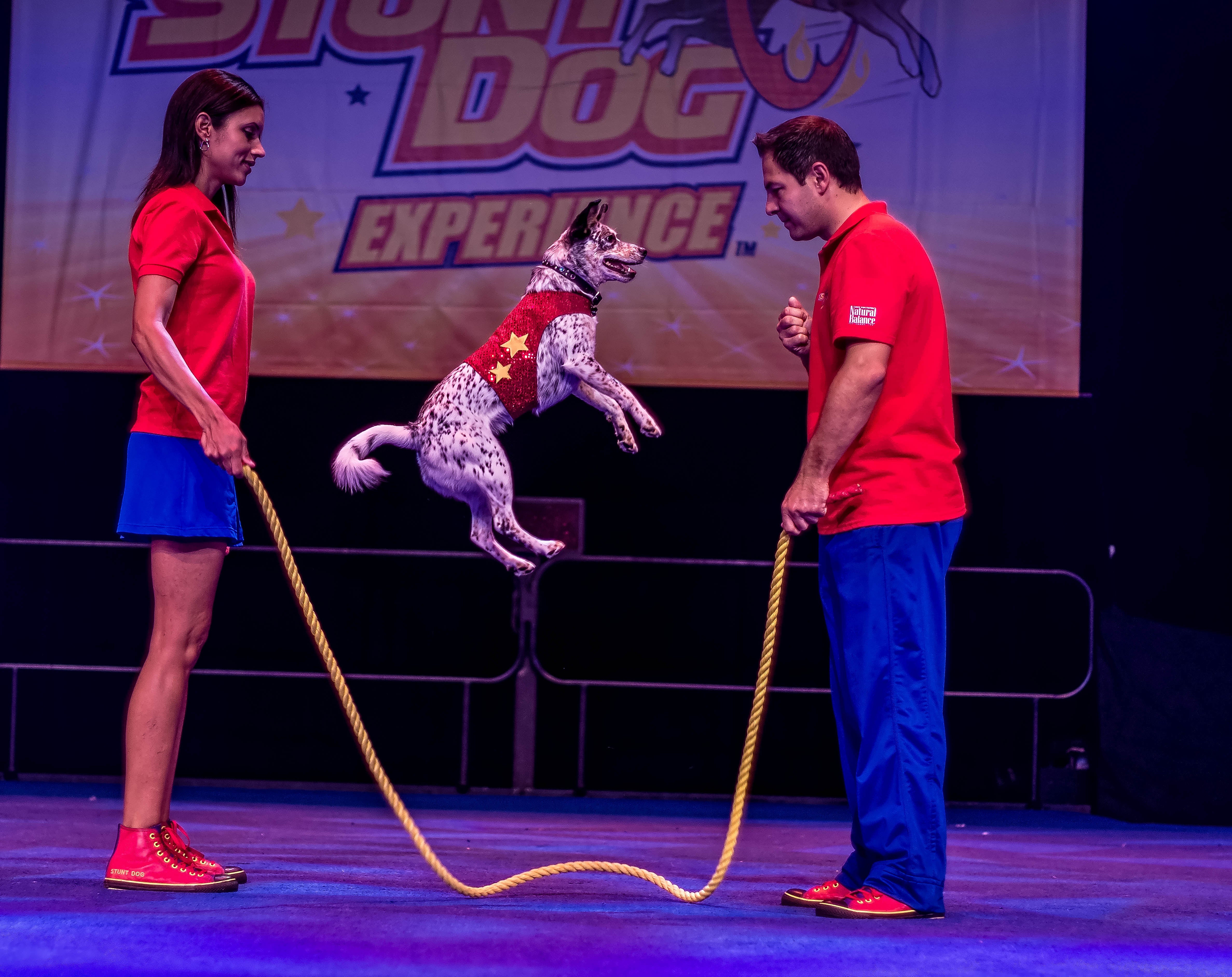The Perondi's Stunt Dog Experience