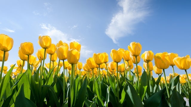 Tulip Time Flower Festival 2025 in Corbett Gardens, Bowral 06/10/2025