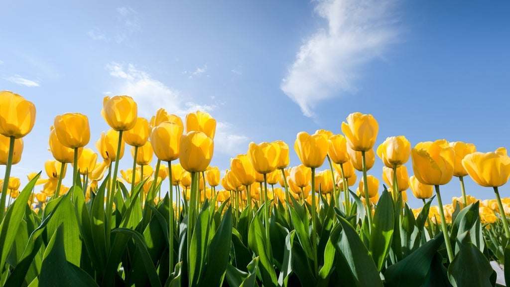 Tulip Time Flower Festival 2026 - Waitlist