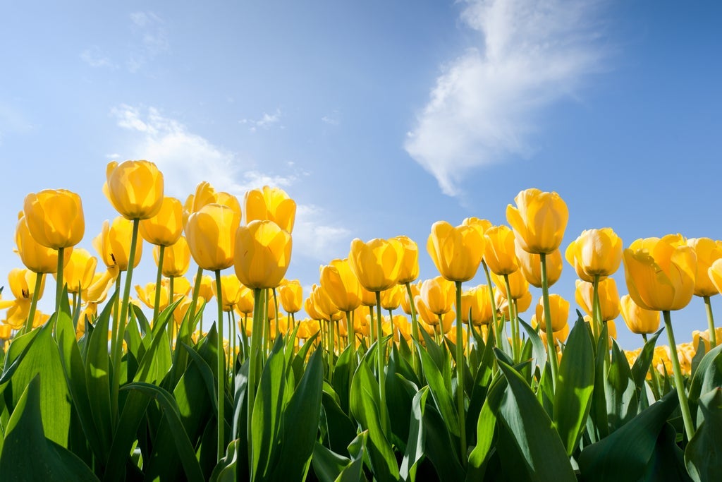 https://s1.ticketm.net/dam/a/768/ac80e106-361d-4d4e-ba5a-df43c87a3768_TABLET_LANDSCAPE_3_2.jpg