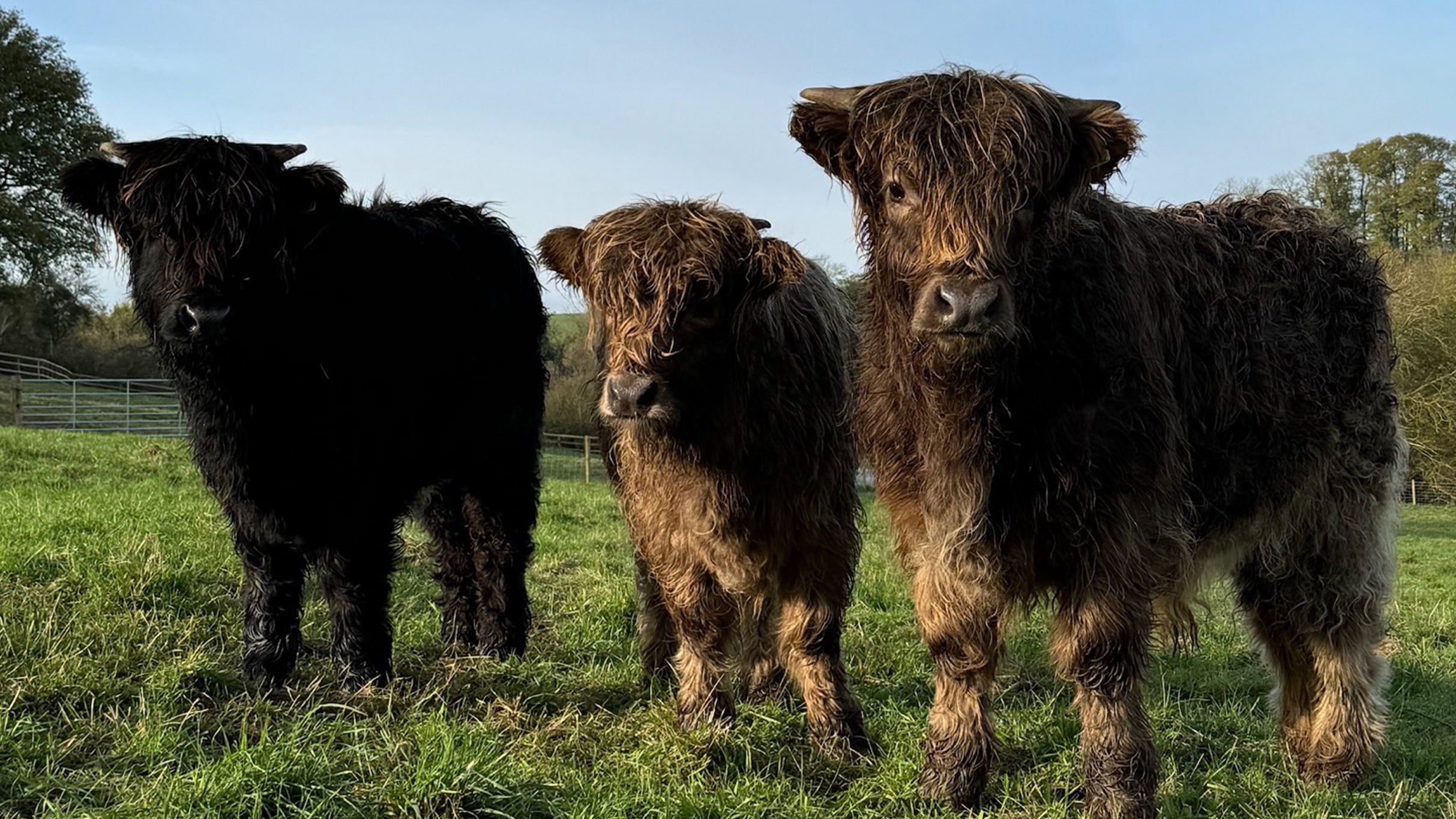 Afternoon Tea and Highland Cow Experience