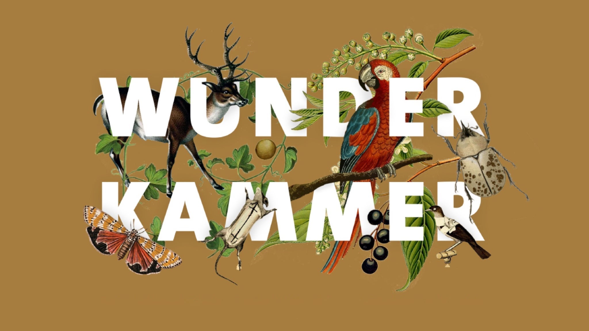 Wunderkammer