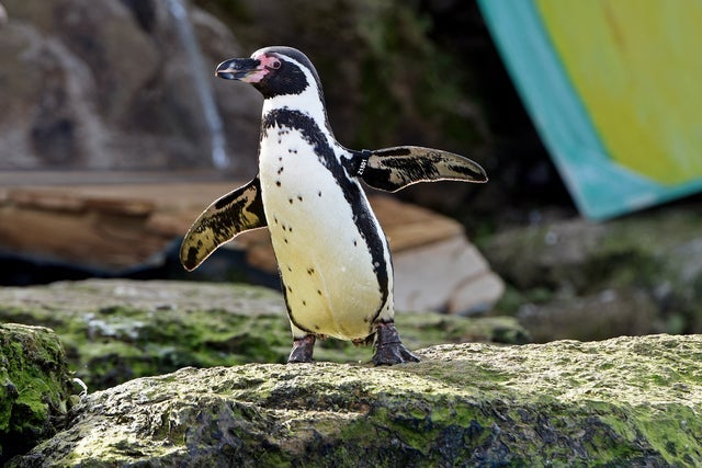 Presale codes for chessington world of adventures: members use these when buying pre-sale tickets