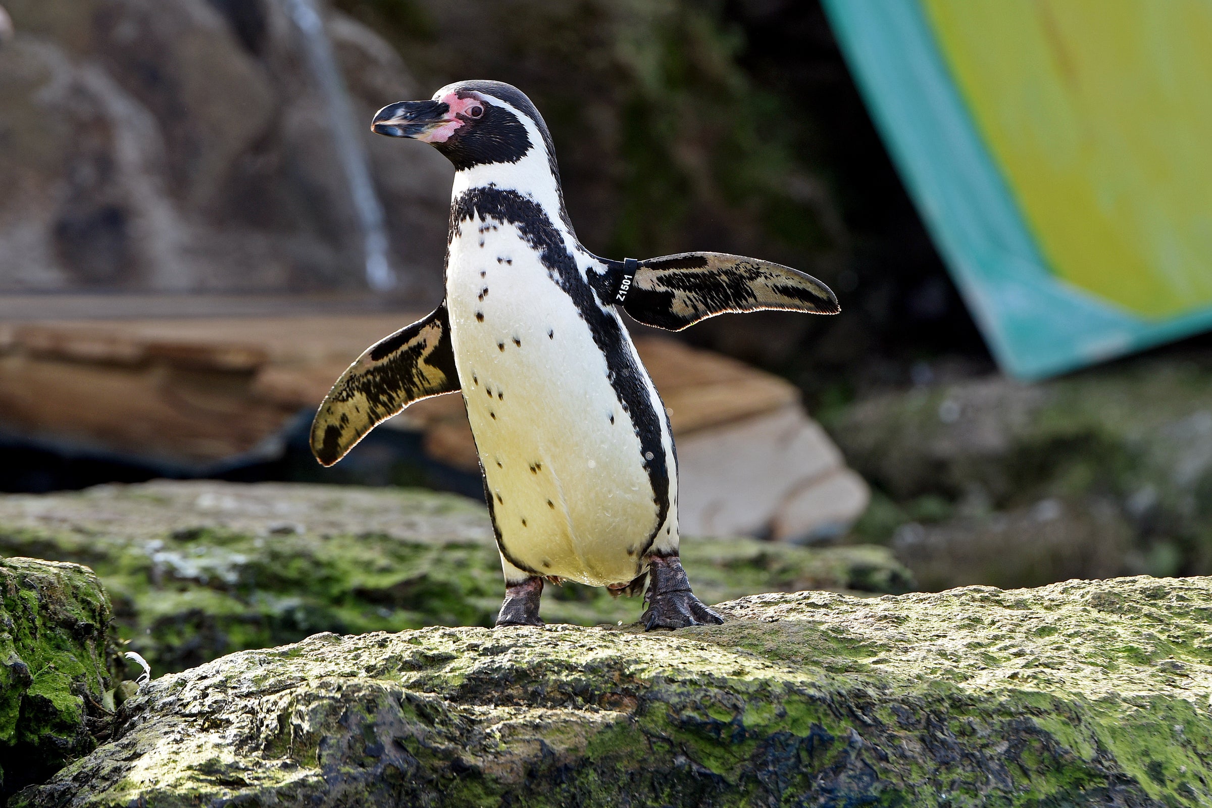 Chessington World of Adventures - One Day Entry Event Title Pic