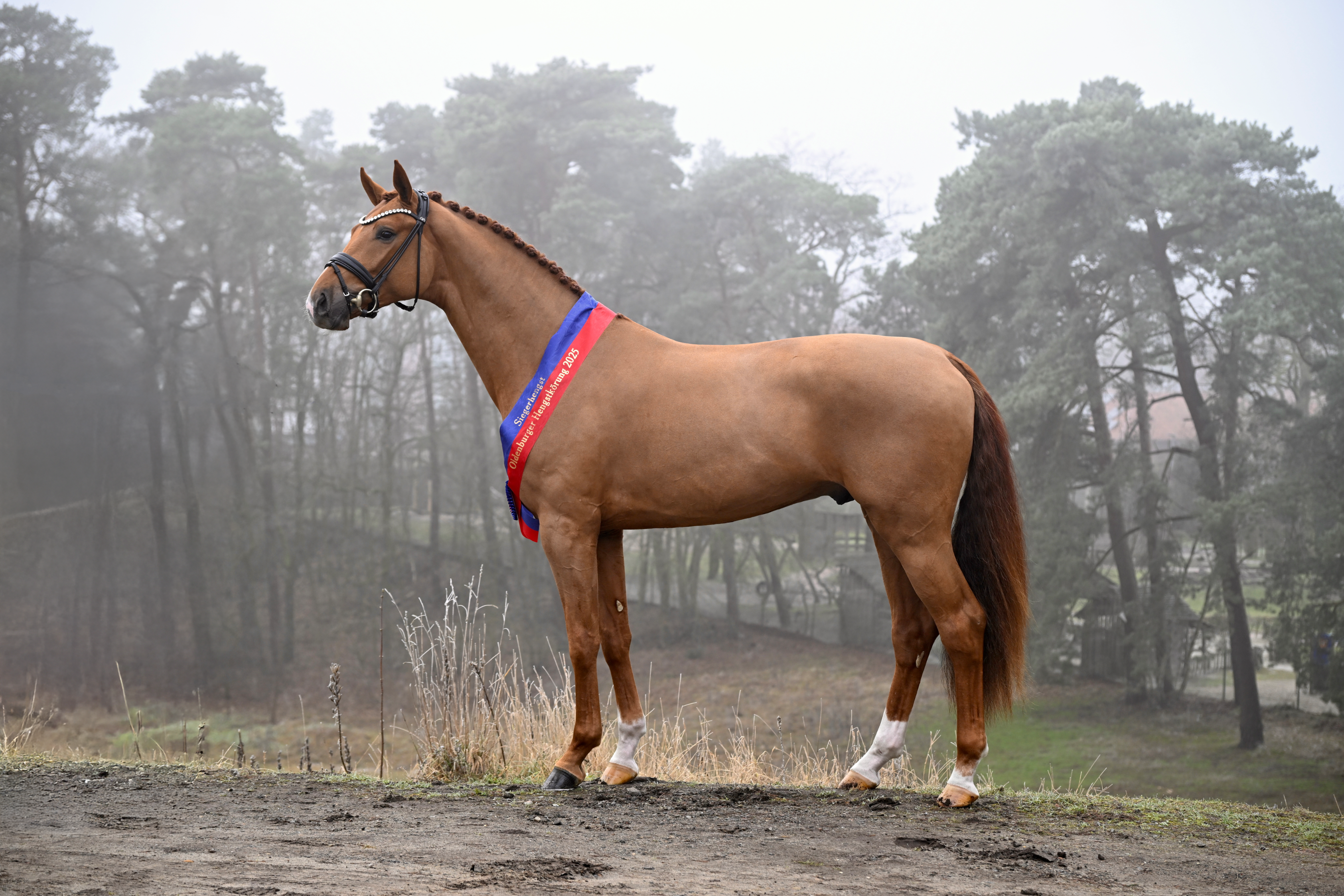 Oldenburger Hengst-Tage