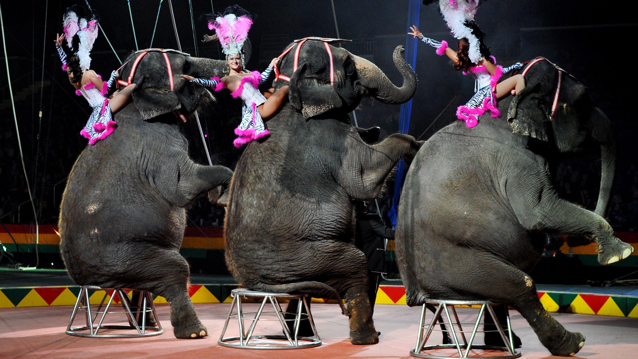 Hadi Shrine Circus in Evansville promo photo for Box Office presale offer code