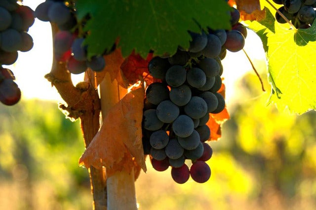 Presales to vinsmagning: members use these when buying pre-sale tickets