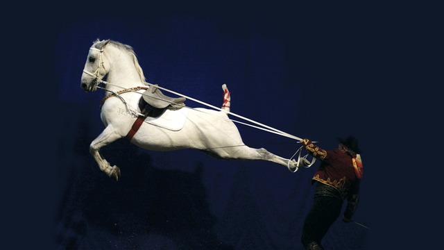 Gala of the Royal Horses