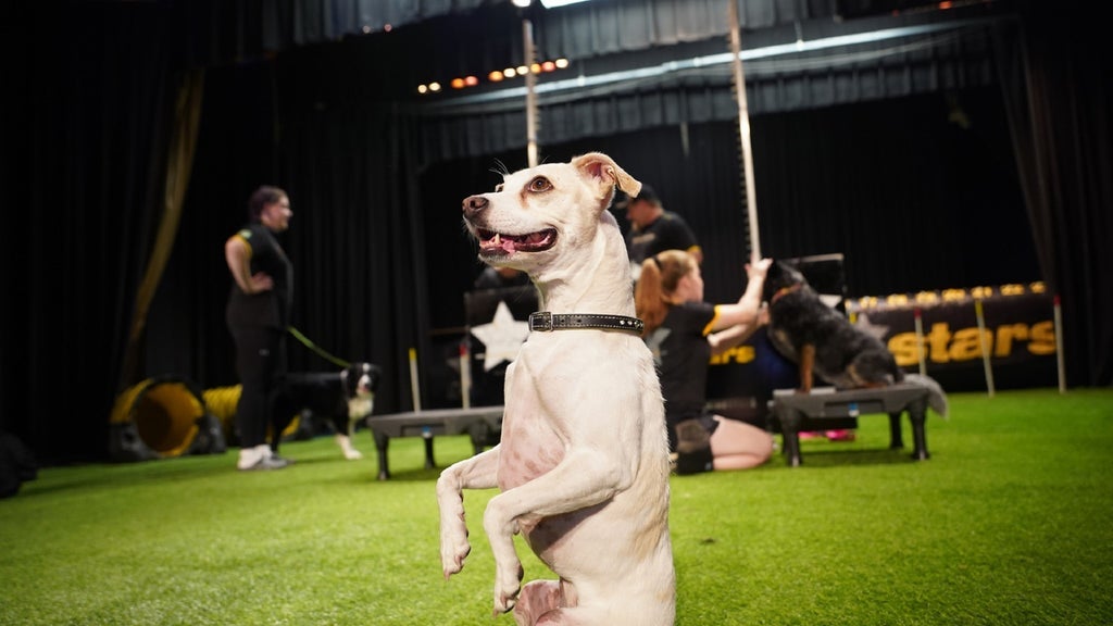 Hotels near The Canine Stars Stunt Dog Show Events
