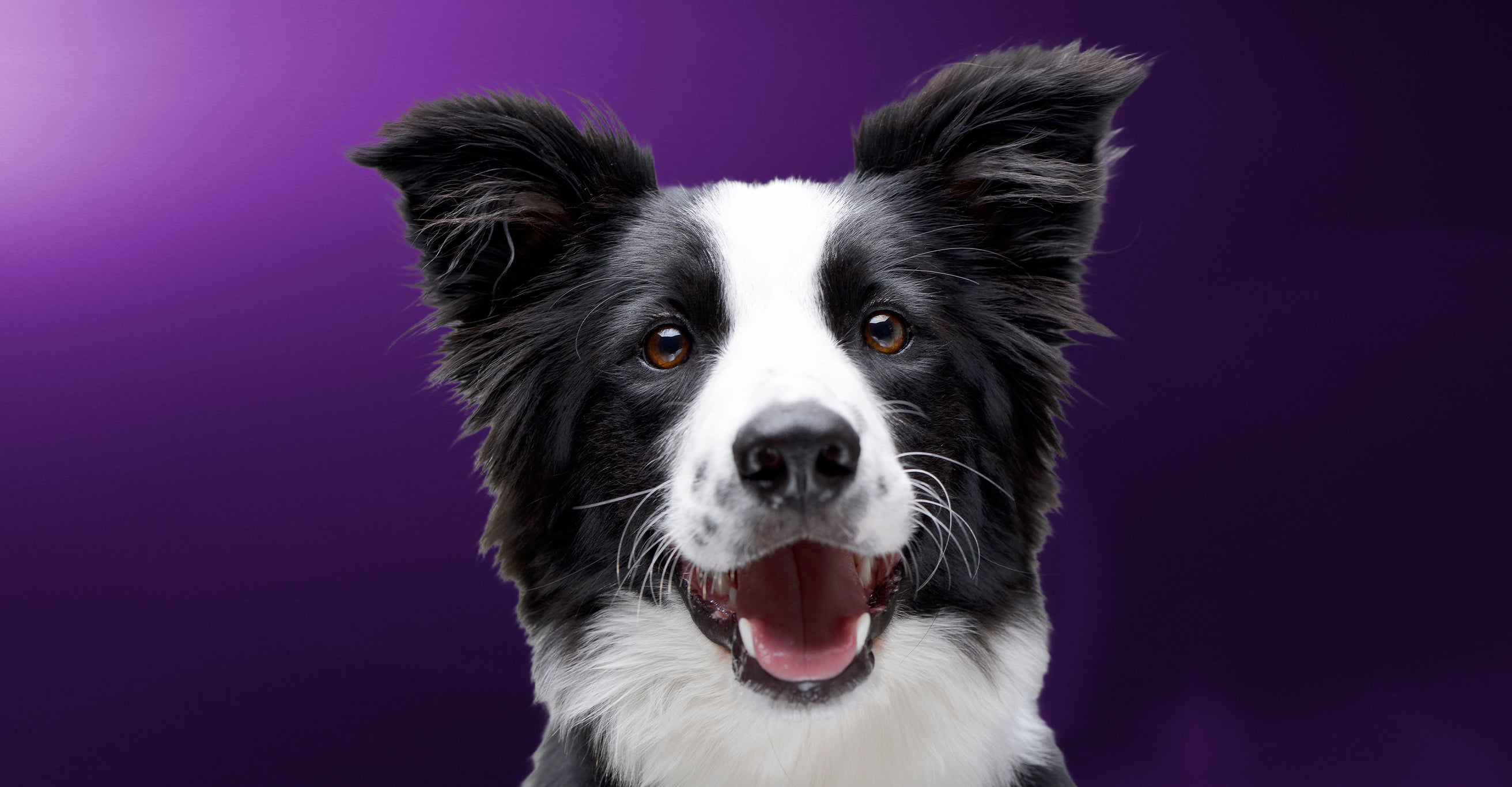 149th Annual Westminster Kennel Club Dog Show at Madison Square Garden – New York, NY