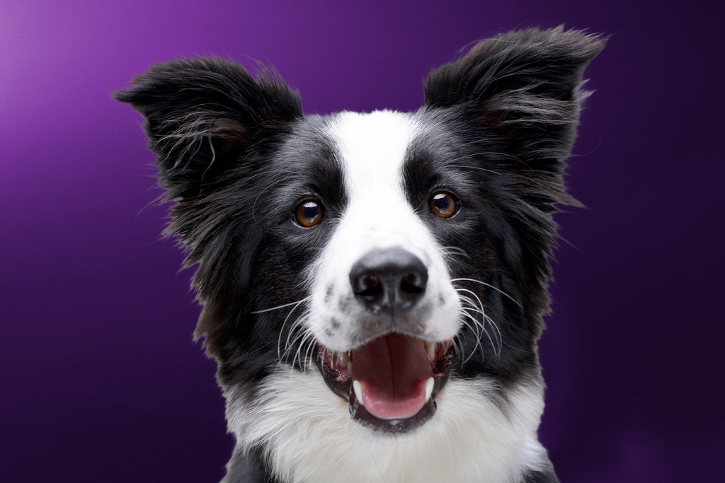 Westminster Kennel Club Dog Show - General Admission Two Day Pass