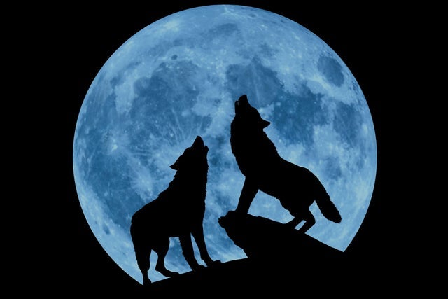 Presale codes for creedence clearwater collective: members use these when buying pre-sale tickets