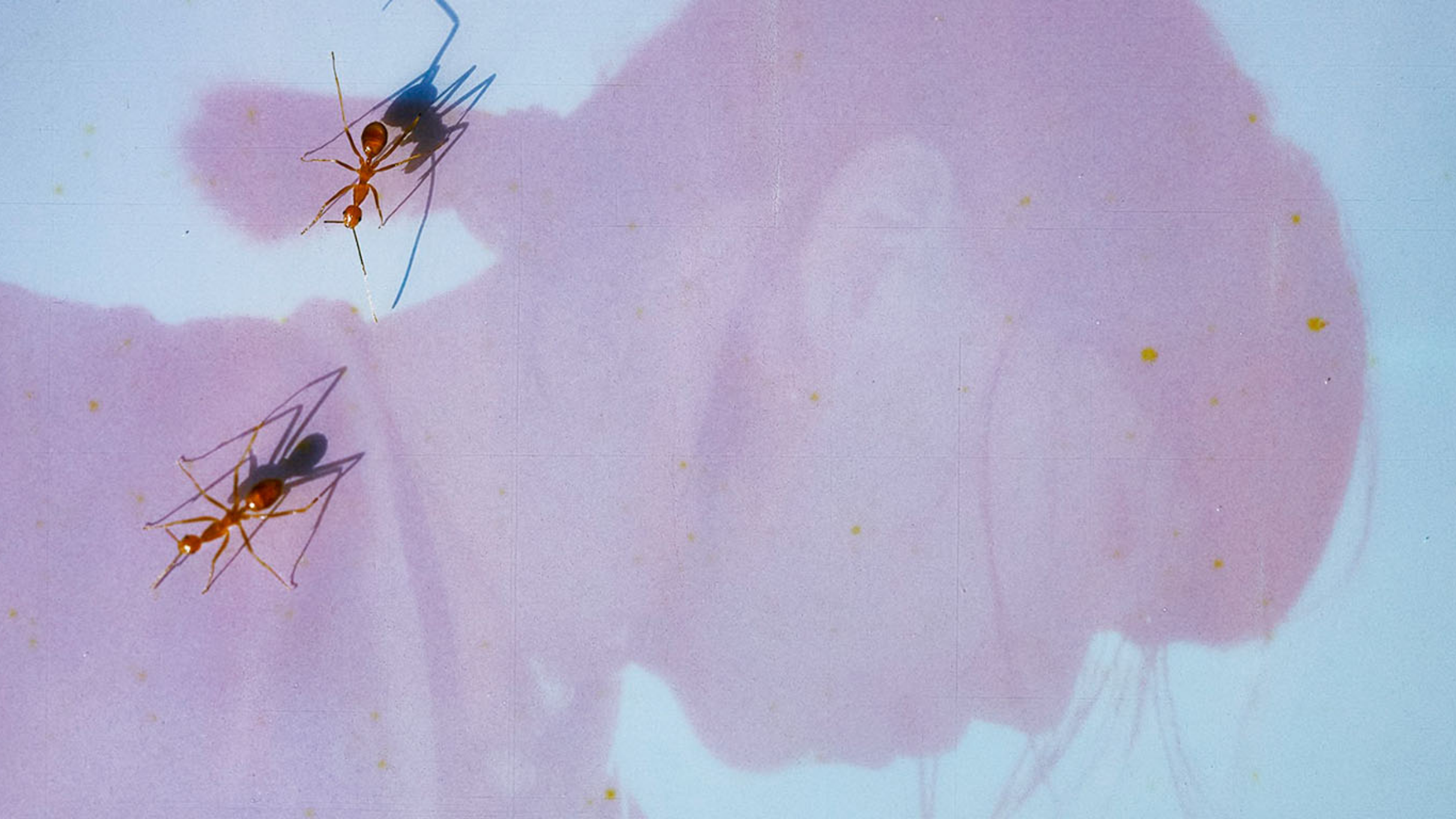 ICHIKO AOBA - Luminescent Creatures World Tour