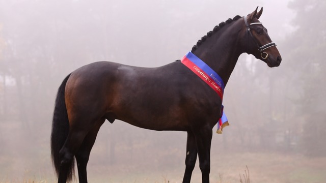 Oldenburger Hengsttage