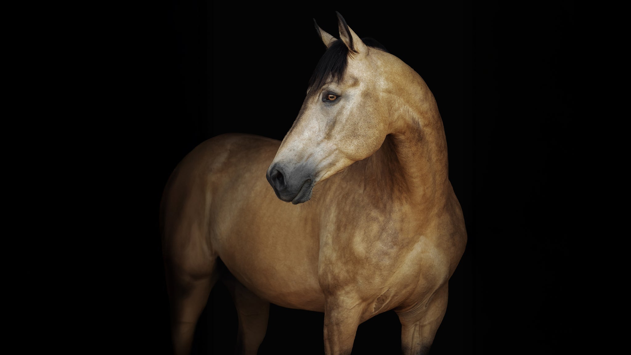 PFERD BODENSEE 2026 | gala evening: