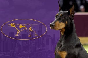 151st Westminster Kennel Club Dog Show - Monday Night Only Seating Plans