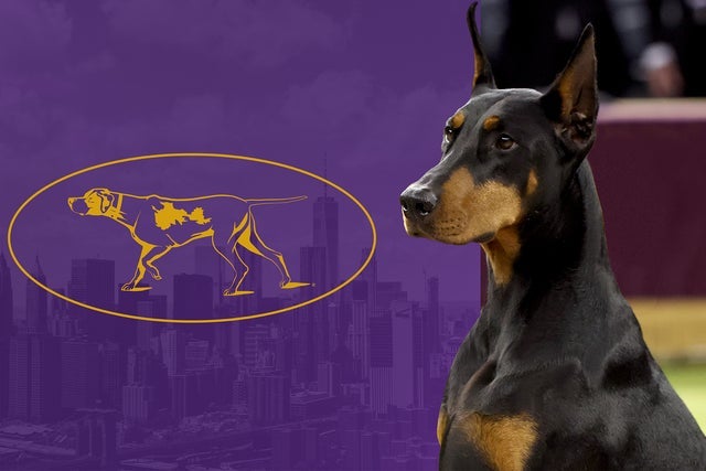 151st Westminster Kennel Club Dog Show - Tuesday Night Only pre-sale code for early tickets in New York
