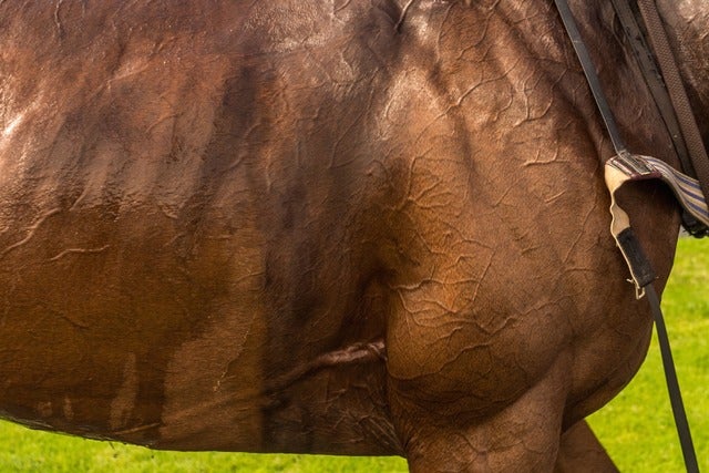 The International Horse Jumping Competition