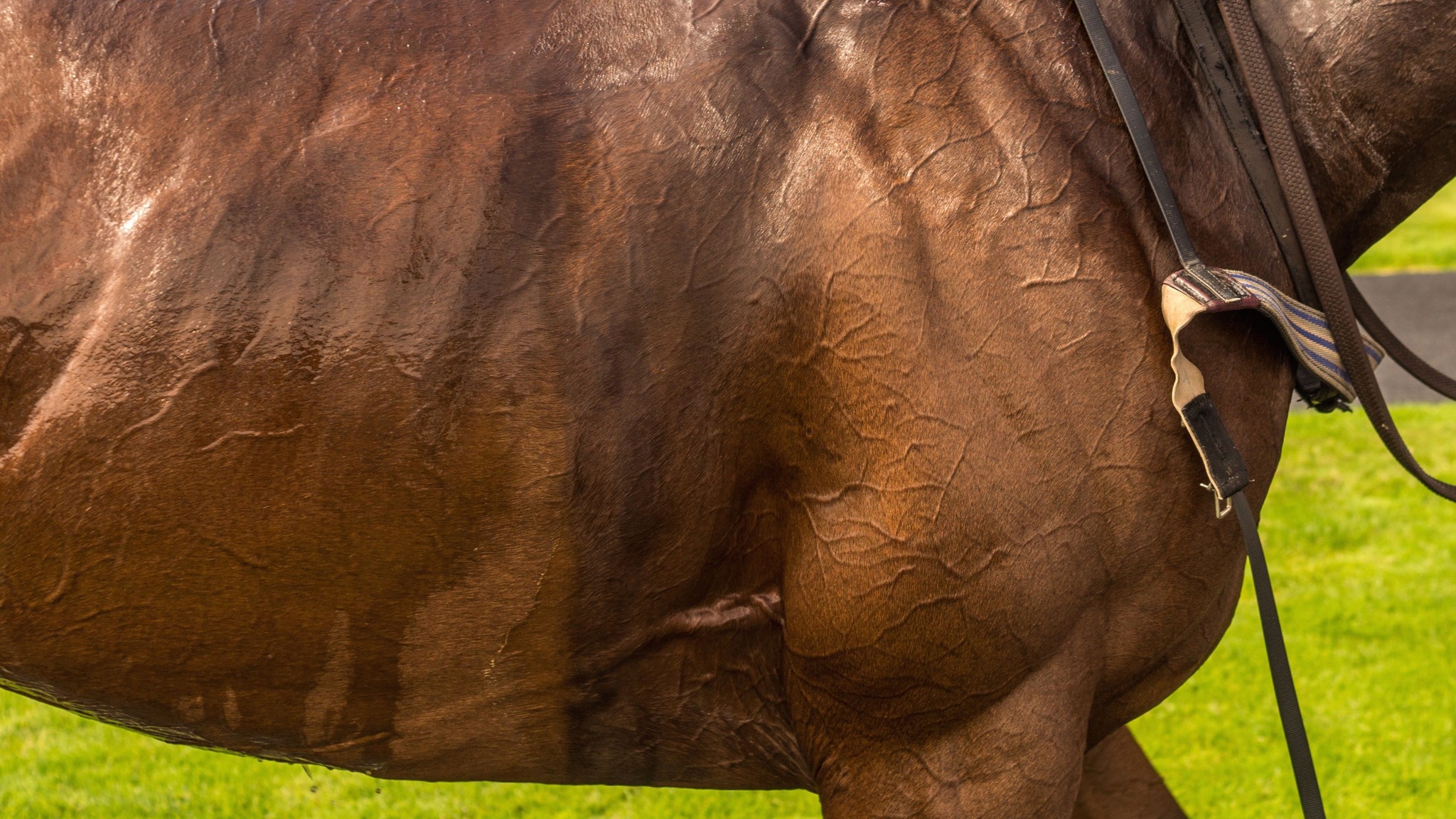 keeneland-horse-racing-tickets-single-game-tickets-schedule