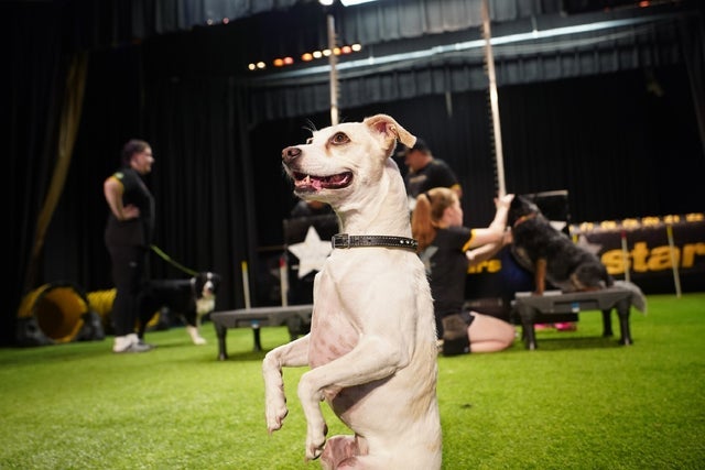 The Canine Stars Stunt Dog Show presales in Chandler