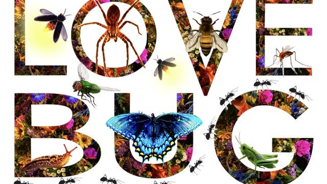 LOVEBUG pres. by FRWRD DANCE CO.