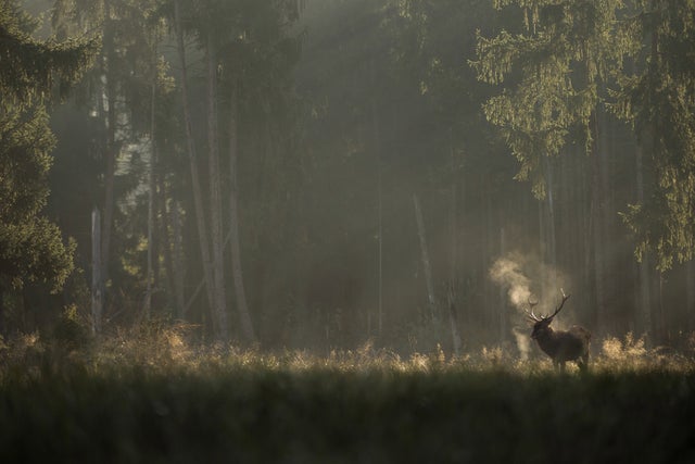 Whispers in the Woods