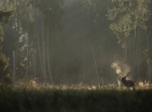 Whispers in the Woods — Bridgeway Cinema