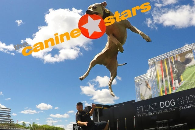Canine Stars presales in Stamford