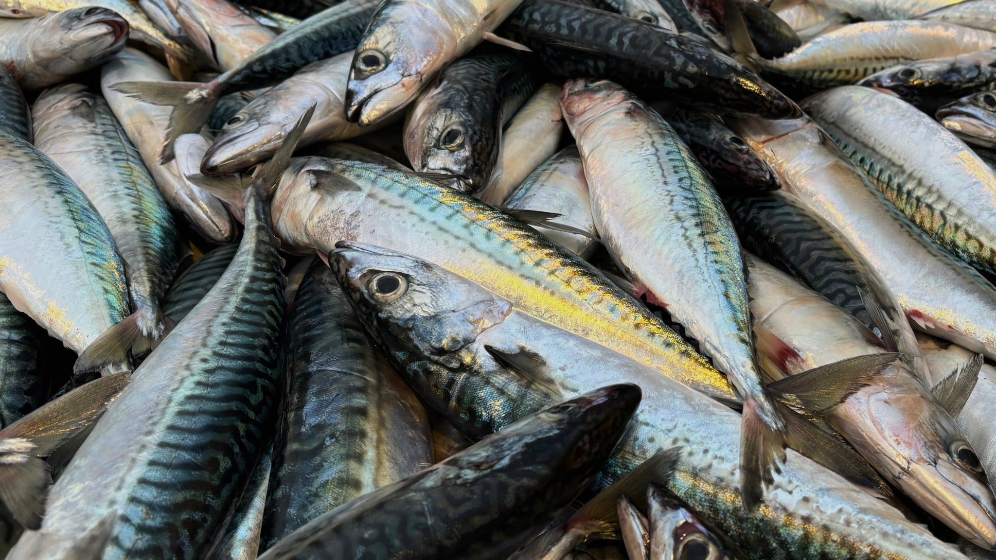FRÈRES: Mal de mer (sea sick)