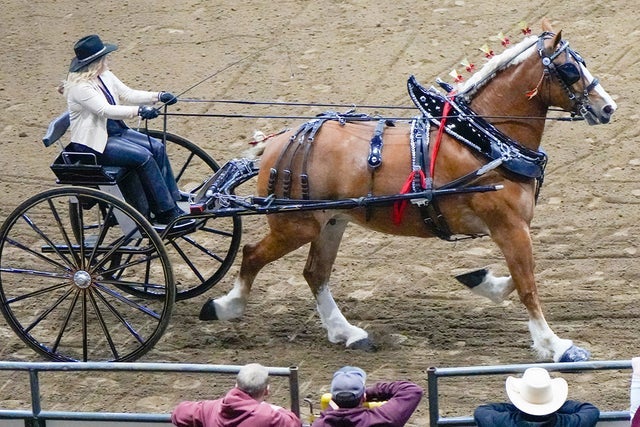 Draft Horse Show - Fri. Jan. 22 1pm