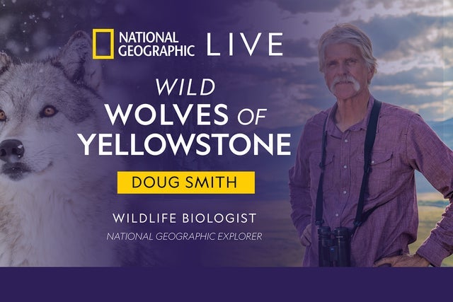 National Geographic Live - Wild Wolves of Yellowstone STUDENT MATINEE