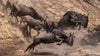 NAT GEO LIVE! INCREDIBLE ANIMAL ATHLETES - Lucy Hawkes, Ecologist