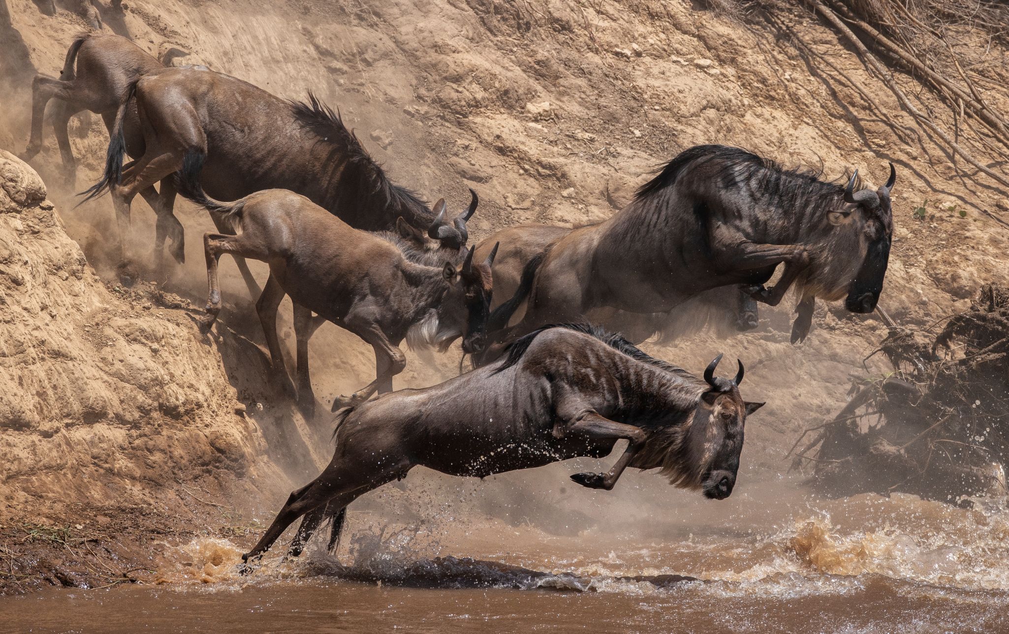 NAT GEO LIVE! INCREDIBLE ANIMAL ATHLETES - Lucy Hawkes, Ecologist