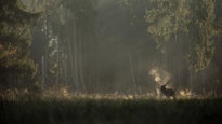 Whispers in the Woods