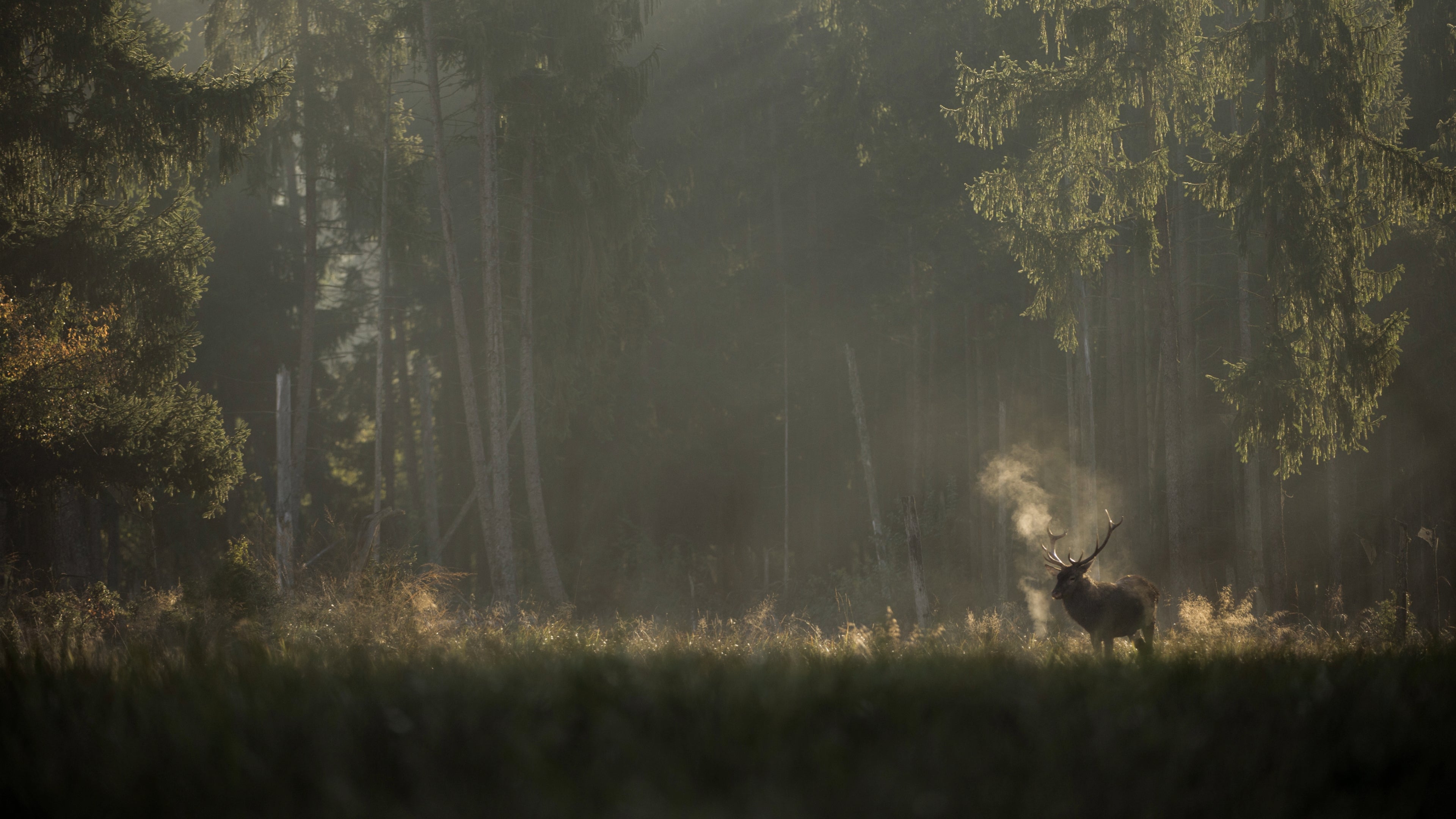 Whispers in the Woods