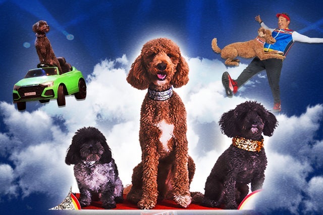 Puppy Pals Live - The Action - Packed Comedic Stunt Dog Show