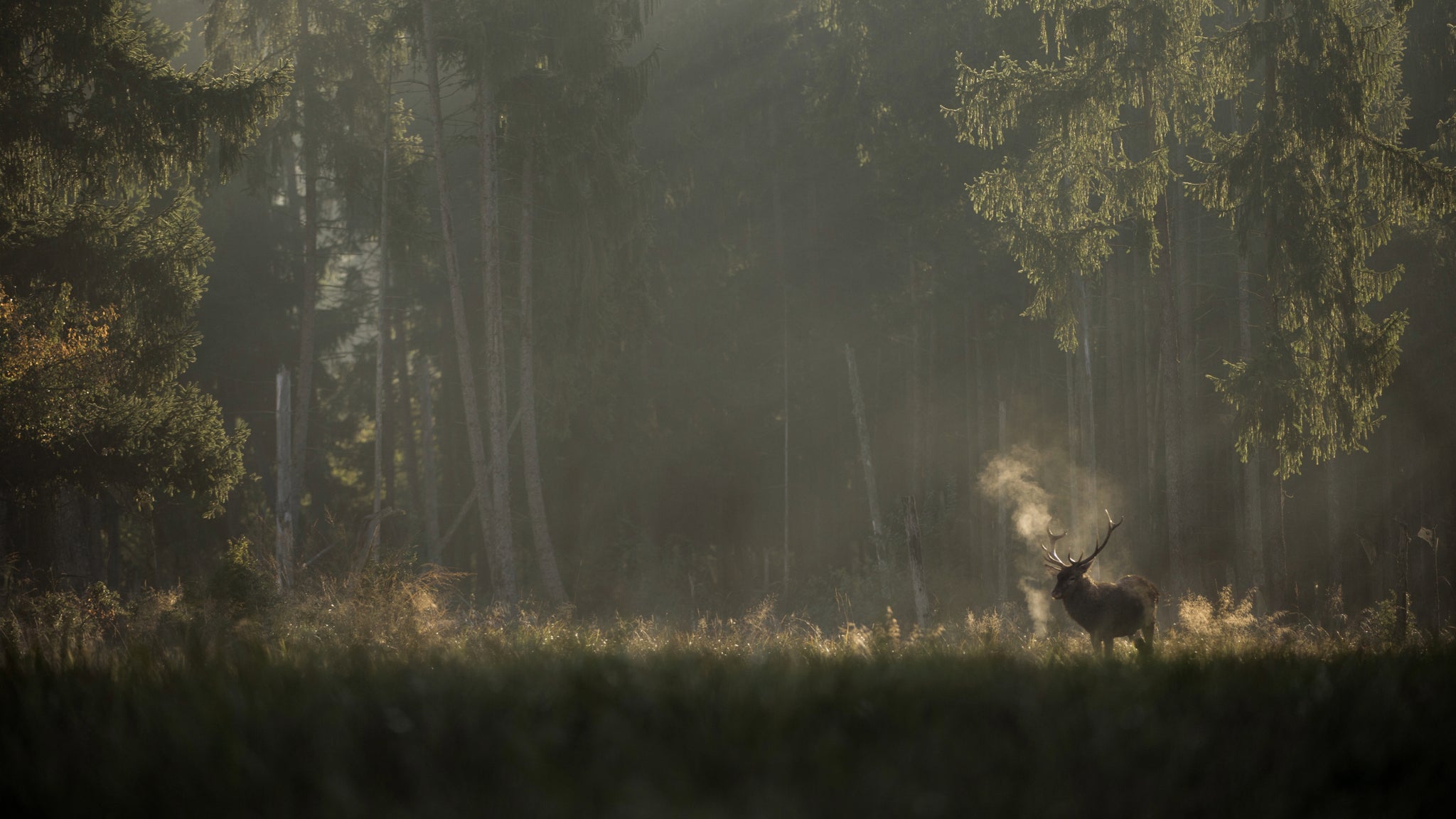 Whispers in the Woods