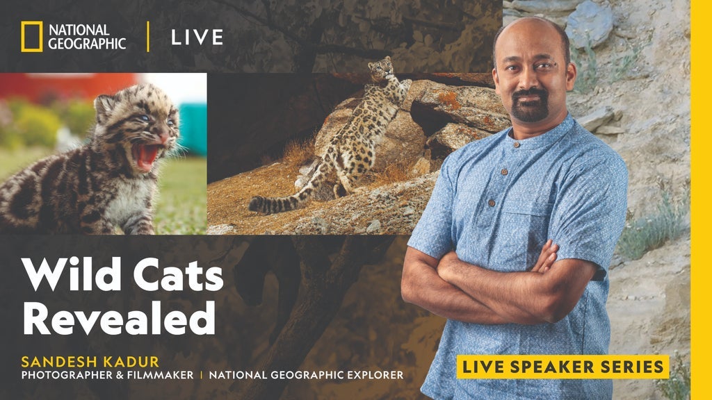National Geographic Live: Wild Cats Revealed